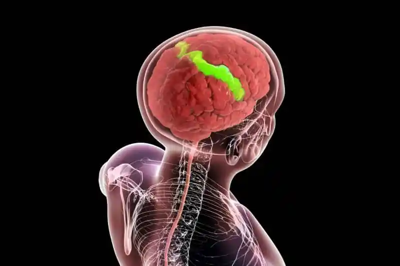 somatosensory-cortex-.webp